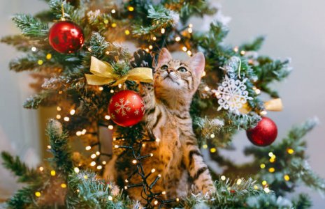 istockphoto-1349021302-612x612.jpg