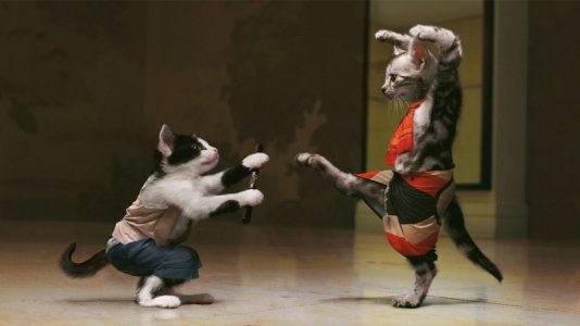 Karate -cats  WP.jpeg