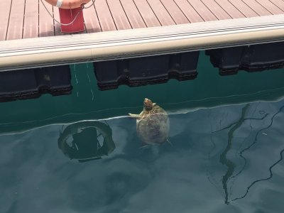 Sea Turtle Comes Up for Air.jpg