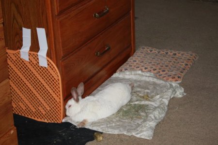 bunny.JPG