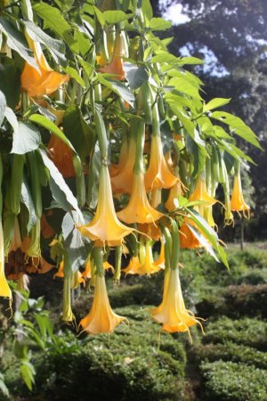yellow trumpet flower.jpg