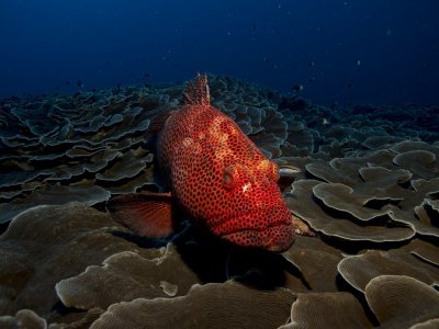 red fish-1118892_1280.jpg