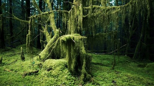 green moss.jpg
