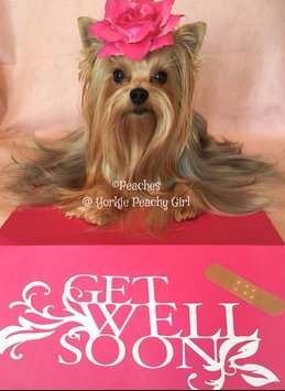 yorkie.jpg