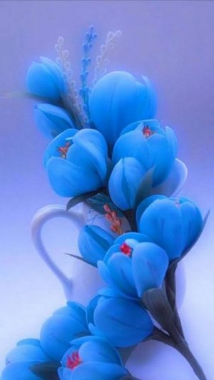 blue blossoms.jpg