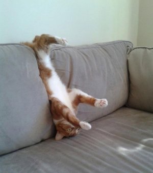 35 Purrfectly Funny Pics of Cats Embracing Their Role as Nature's Glitchiest Creation.jpg