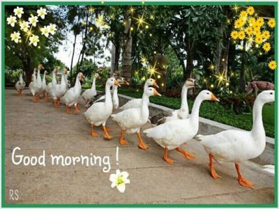 ducks2xF.jpg