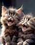 Cats laugh very sm .jpg Cats laugh very sm .jpg