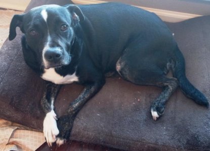 Pepper Apr 24-compressed.jpg Pepper Apr 24-compressed.jpg