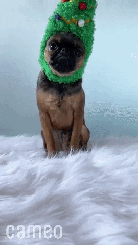 giphy.gif