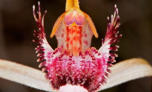 Carousel spider orchid.jpg