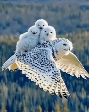 Owls @.jpg