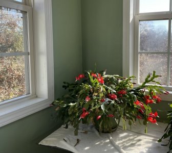 IMG_1729.jpeg