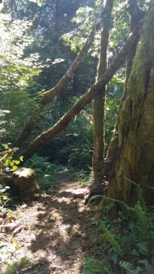 trail in woods.jpg