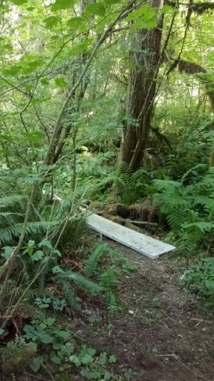 walkway in woods.jpg