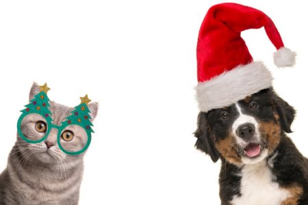 santa dog. xmas tree glasses cat.jpg