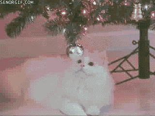 kitten-enjoy-christmas-ornaments.gif