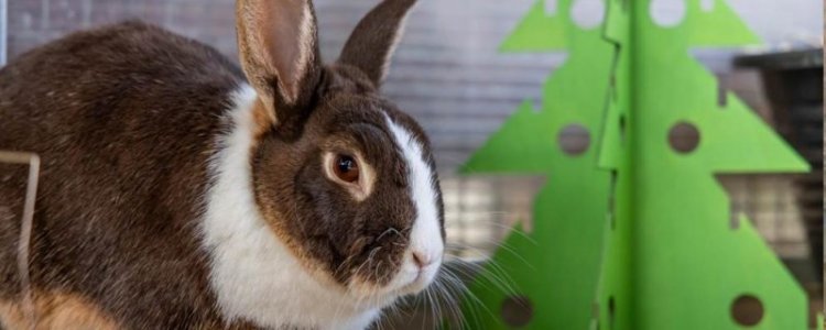 1211994-rabbit-xmas-tree_10x4.jpg