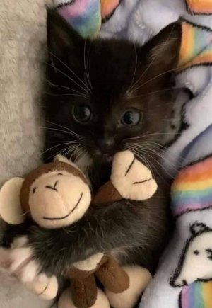 cutest kitten.jpg