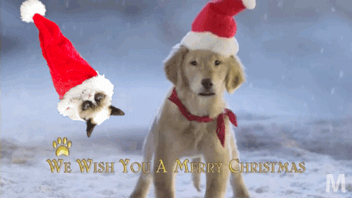 tumblr_nh283kibcM1u5tz61o3_500.gif