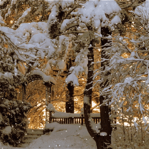 winter-wonderland-nature.gif