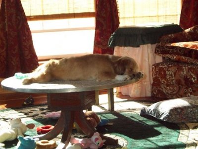 snoozing.jpg