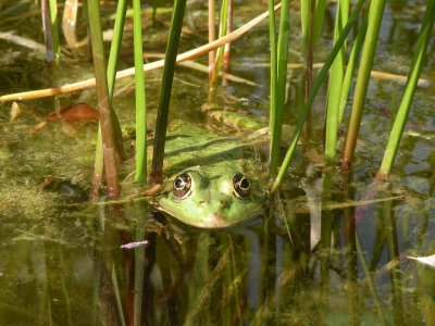 green frog.jpg