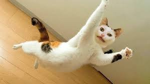 LAUGH! 😆 Funny Cat videos ...