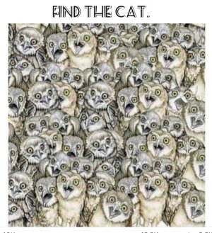cat findat .jpg