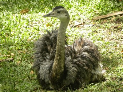 green emu.jpg