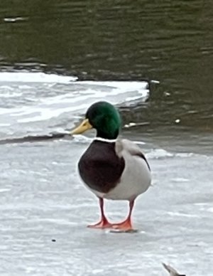 IMG_5404.jpeg IMG_5404.jpeg