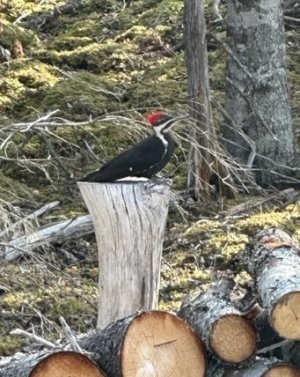 IMG_9575.jpeg IMG_9575.jpeg