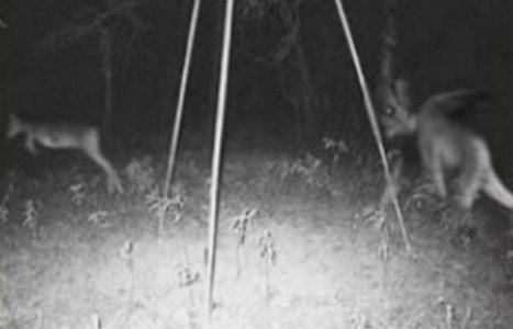 Jersey-devil-deer-cam.jpg