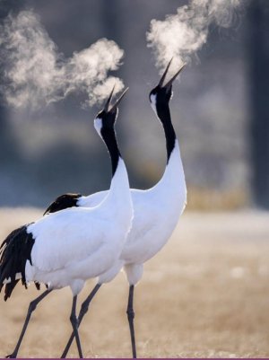 cranes.jpg