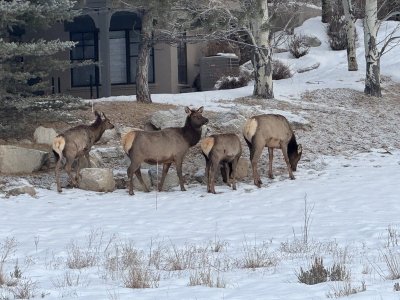 elklowermeadow.jpg