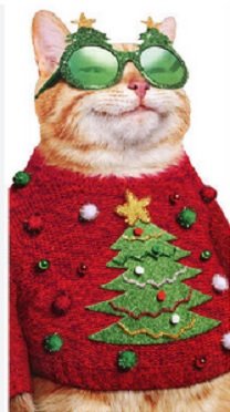 cat in sweater.jpg