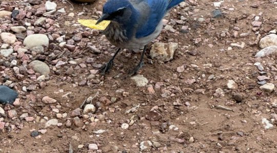 nutcracker w chip.jpg nutcracker w chip.jpg