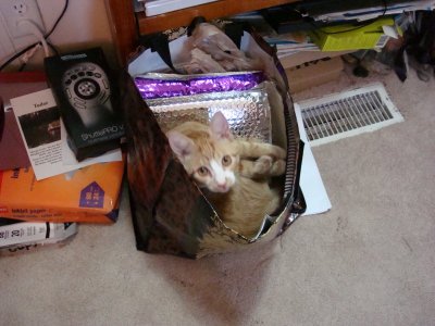 Kitty Christmas.JPG