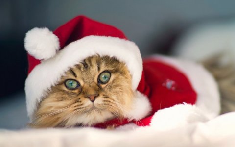 cats-christmas-pets-HD-Wallpapers+03-2208021328.jpg