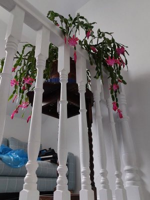 20241224_115220.jpg