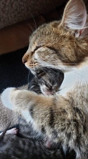 cat hug 09.jpg