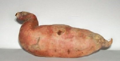 sweet potato.jpg