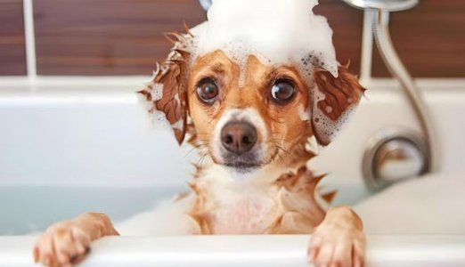 Soapy @.jpg