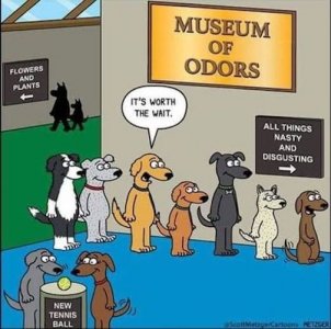 Pooches' Museum.jpg
