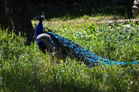 blue peacock.jpg