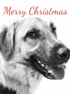 Mala Christmas!!.jpg