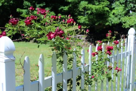 white fence.jpg