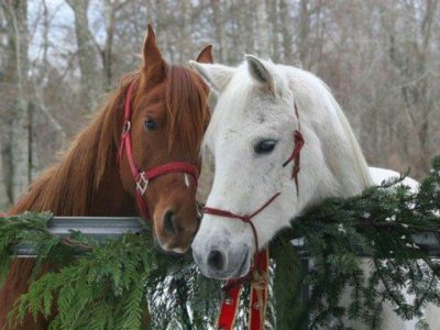 horse0.jpg