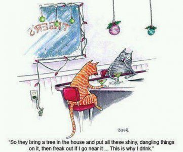 cat xmas.jpg