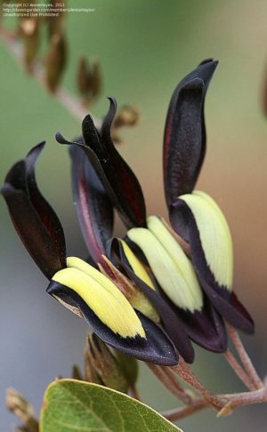 Black Coral Pea.jpg